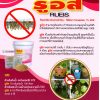 ทราย รูอิส (RUEIS)